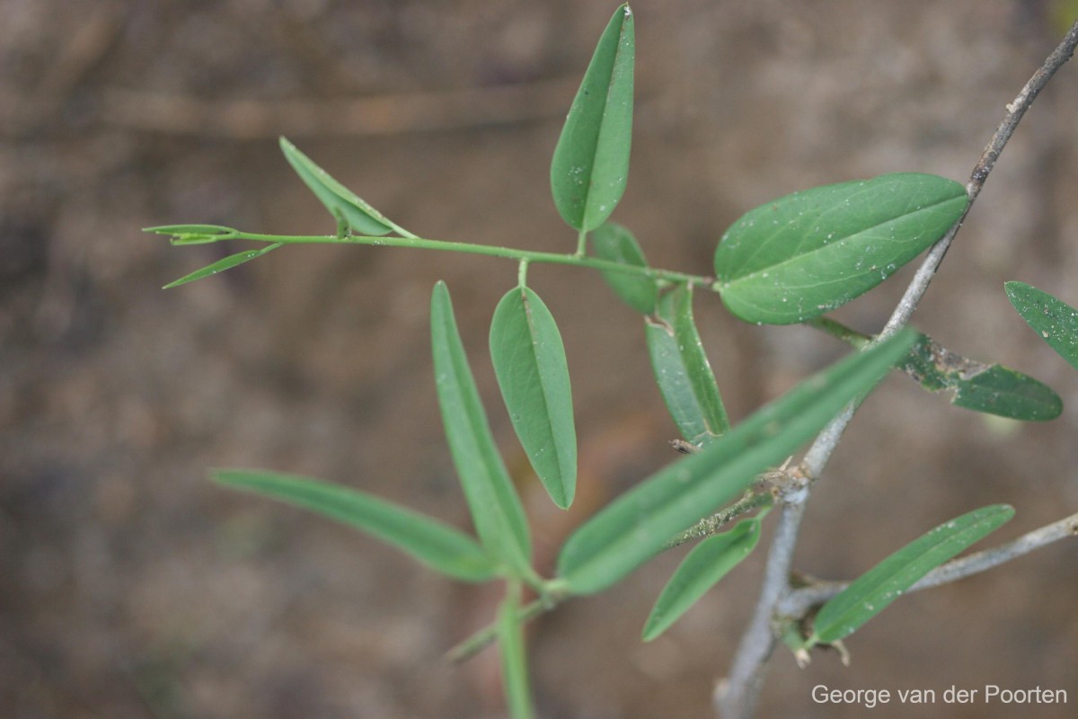 Cadaba fruticosa (L.) Druce